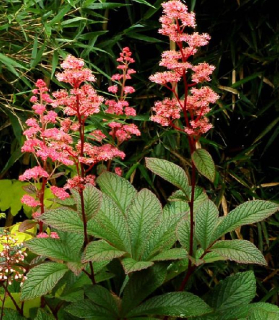 Rodgersia aesculifolia var. henrici